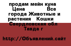 продам мейн куна › Цена ­ 15 000 - Все города Животные и растения » Кошки   . Свердловская обл.,Тавда г.